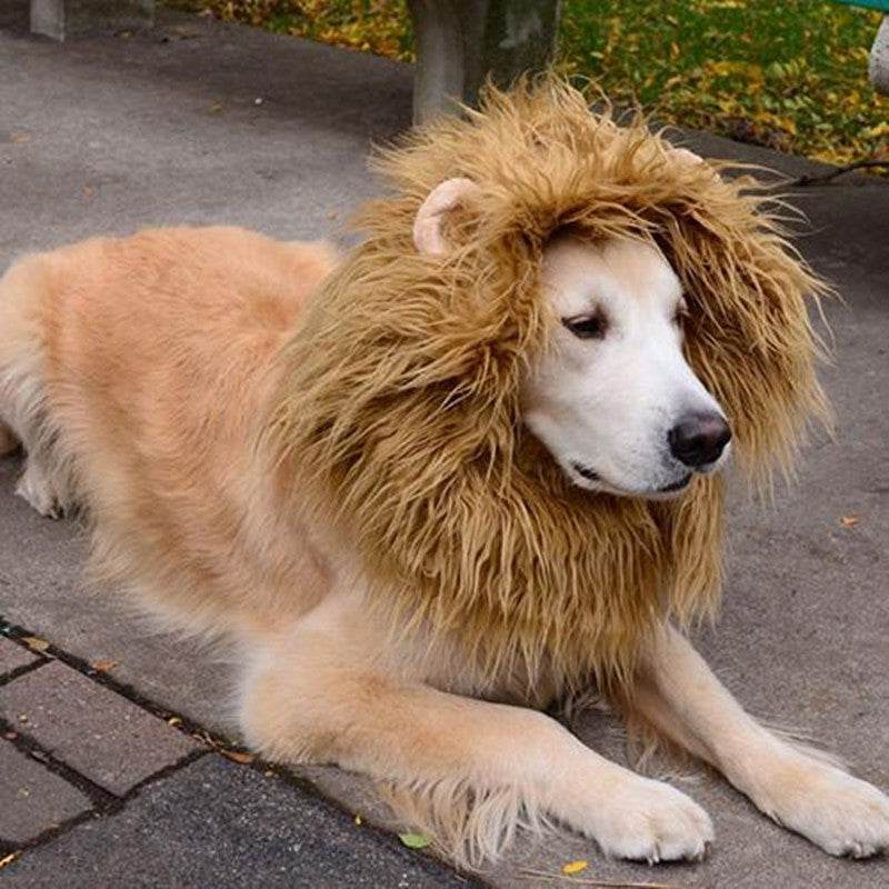 Crignère de lion pour animaux - Style & confort